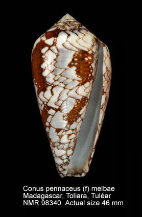 Conus pennaceus (f) melbae.jpg - Conus pennaceus (f) melbae Lauer,1989